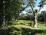 Landscape 11091